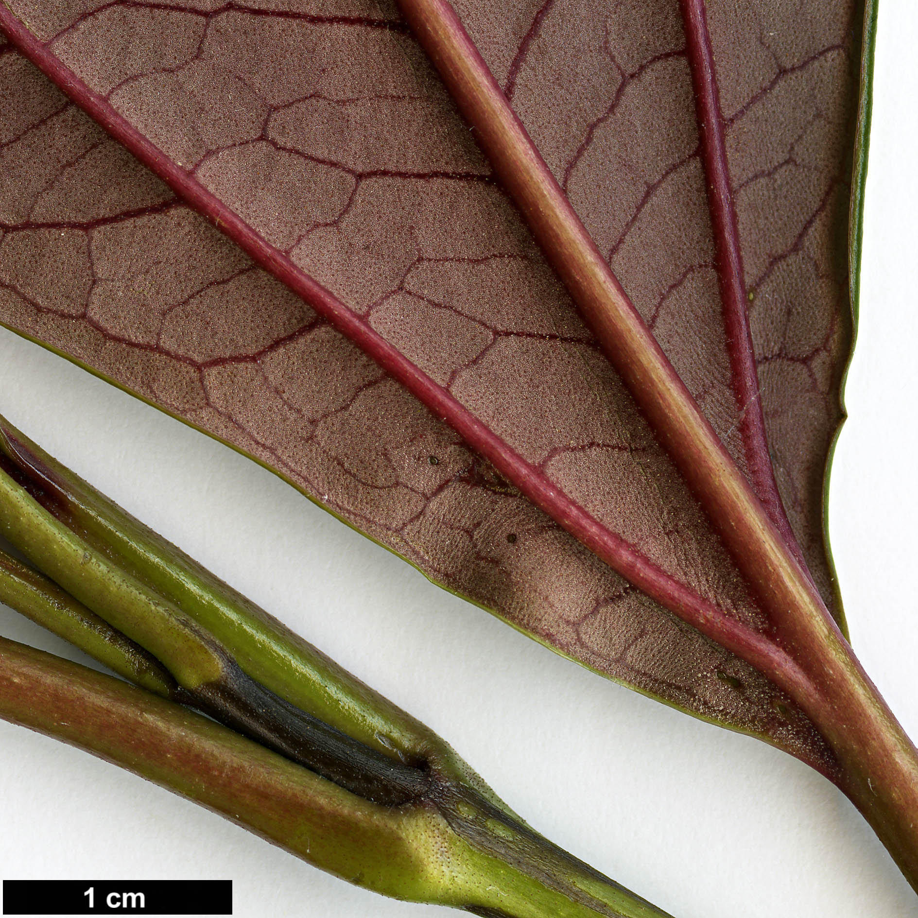 High resolution image: Family: Adoxaceae - Genus: Viburnum - Taxon: WWJ 12012